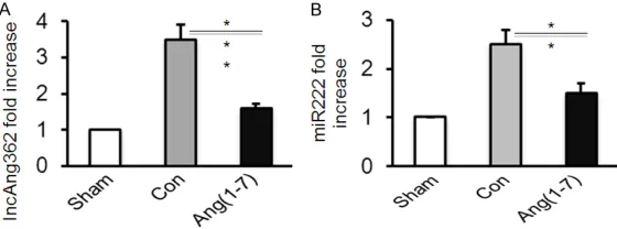 Figure 3. Effects of Ang (1-7) stimulation on lncAng362 and miR222 ex-pression in myocardial tissues