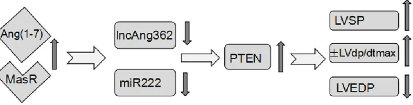 Figure 7. Proposed mechanistic action of Ang (1-7) on rat cardiac function. MasR gene expression in myocardial tissues was enhanced by Ang (1-7) ligation, which lead to the downregulation of IncAng362 and miR222 expression and consequent upregulation of Pt