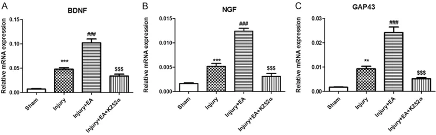 Figure 1. Changes in GAP-43, NGF, and BDNF mRNA expression in the L4-L6 spinal ventral horn after different compared with the Injury group; $$$ treatments on day 8 after surgery