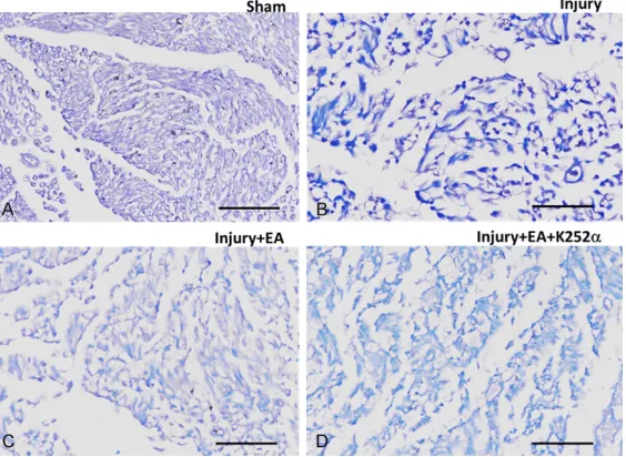 Figure 4. Representative images showing the structures of ipsilateral sci-atic nerves for (A) Sham, (B) Injury, (C) Injury + EA, and (D) Injury + EA + K252α group after H&E staining