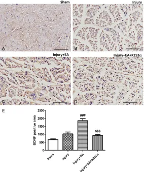 Figure 6. Changes in BDNF immunoreactivity in ipsilateral sciatic nerves af-ter different treatments on day 8 after surgery