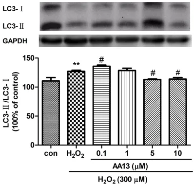 Figure 3. AA-13 improved H2O2 induced cytotoxicity. SH-SY5Y cells were pretreated with AA13 for 2 h before expo-sure to 300 μM H2O2 for 24 h