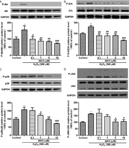 Figure 5. Effect of Sarsasapogenin-AA13 on H2O2-induced phosphorylation of Akt and MAPK pathways in SHSY5Y cells