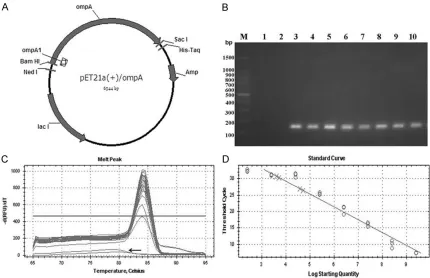 Figure 1. Standard plasmid curve and melt curve for real-time PCR assay. A. Schematic diagram of the pET21a (+)/ompA standard plasmid