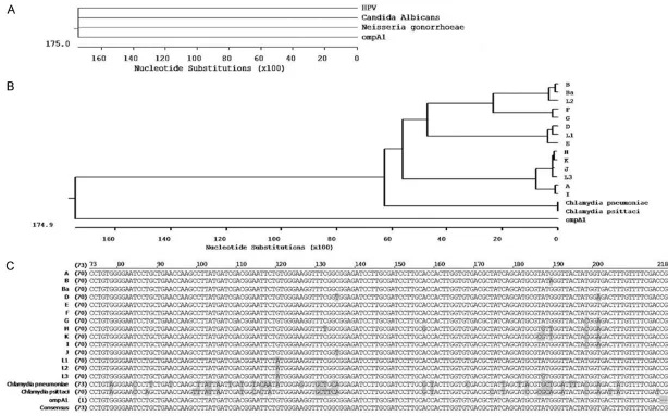 Figure 2. Homology analysis of the ompA1 DNA sequence. A. Phylogenetic tree analysis of moniae, with DNA sequences of the corresponding ompA of strains A, B, Ba, D-K, and L1-L3 from GenBank