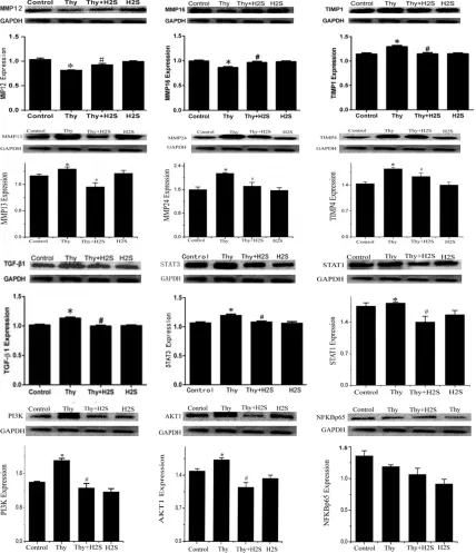 Figure 3. Effects of H2S on protein expression of STAT3, TGF-β1, TIMP1, MMP12, and MMP16 in myocardium in rats; Expression of MMP12, MMP16, TIMP1, TGF-β1, and STAT3 protein in the four groups (*P<0.05 vs