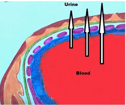 Fig. 1: Schematic presentation of the glomerular barrier