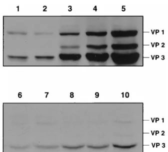 FIG. 5. Western blot analysis of caphelper plasmids. AAV vector plasmid pdx31-LacZ was cotransfected into 293cells with helper plasmids CMV/AAV (lanes 1 and 6), HIV/AAV (lanes 2 and 7),SV/AAV (lanes 3 and 8), AAV/Ad (lanes 4 and 9), and ACG-2 (lanes 5 and 