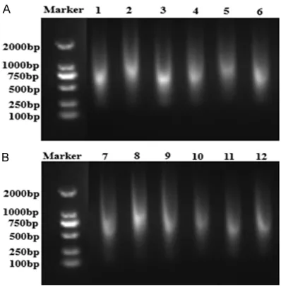 Figure 2. The concentration of DNA and RNA extracted by different methods. A. The concentration of DNA extracted by kit and phenol/chloroform was compared
