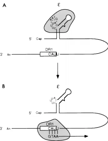 FIG. 1. Initiation of minus-strand DNA synthesis and subsequent templateswitch for DHBV