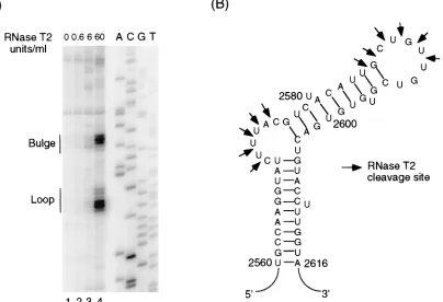FIG. 5. Structural analysis of wild-type εfor 30 min. Positions of cleavages were determined by primer extension analysis with an end-labeled primer complementary to the 3 RNA by enzymatic probing with RNase T2