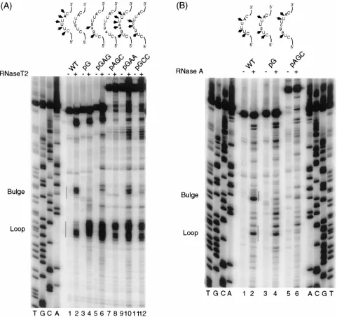 FIG. 6. Enzymatic probing analyses of variant RNAs. One picomole of renatured RNA was subjected to RNase digestion