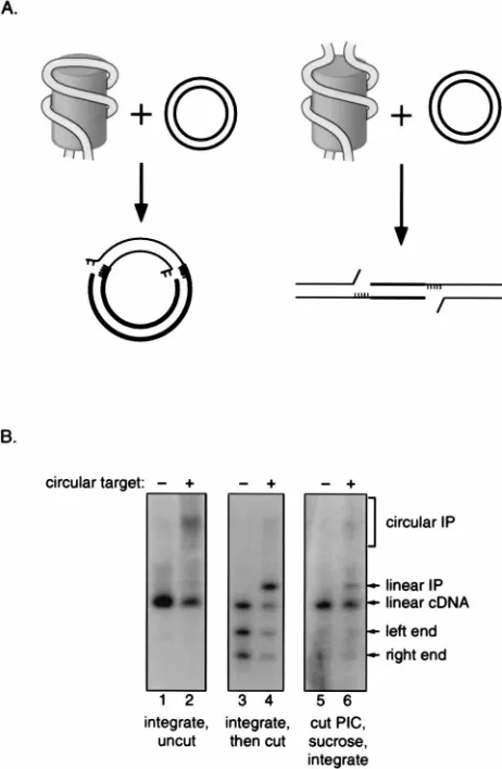 FIG. 3. The ends of the HIV-1 cDNA are held together in the PIC. (A)Diagram of the experimental strategy