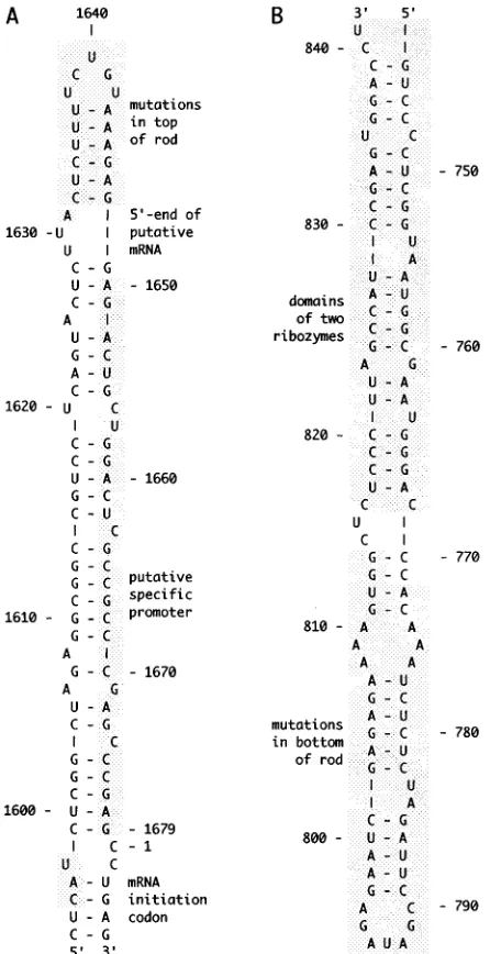 FIG. 1. Top and bottom of the rodlike structure of HDV genomic RNA.Panels A and B show regions 1594 to 1679/1 to 6 and 744 to 841, respectively,