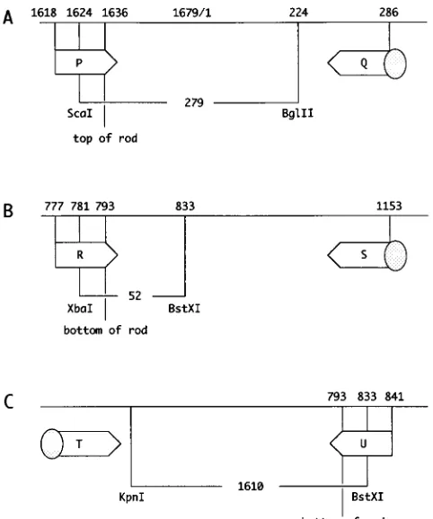 FIG. 2. Three strategies used for constructing HDV genome mutations. Thenucleotide numbering and indicated restriction enzyme sites are from the se-