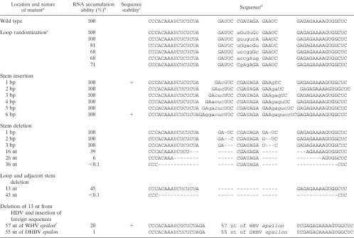 FIG. 3. Time course of accumulation of antigenomic RNA in Huh7 cellstransfected with mutated cDNA constructs