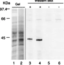 FIG. 1. (A) Photomicrograph of single-cell suspensions obtained from per-fusion-ﬁxed tissues