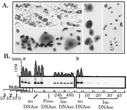 FIG. 3. (A) Photomicrographic series of the dissociation and gradient puri-ﬁcation of perfusion-ﬁxed TG