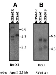FIG. 1. Genomic structures. At the top is a schematic of the HSV-1 genomewith the unique long (UL), unique short (US), terminal long and short (TRL and