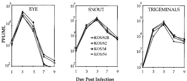 FIG. 4. Expression of the LAT RNAs in vivo in mouse TG. Expression of theLAT RNAs was examined at 4 (d4) and 15 (d15) days p.i