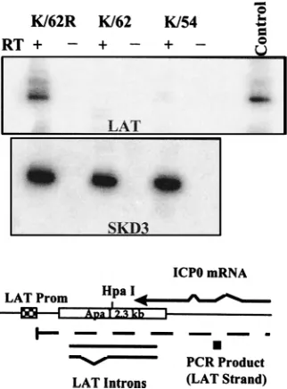 TABLE 1. Reactivation in vivo