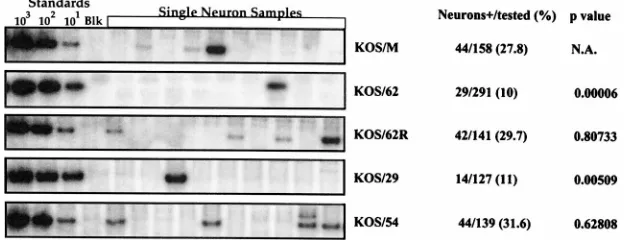 FIG. 7. HSV-1 genome copy numbers in individual latently infected neurons.The counts per minute within individual bands of the samples in Fig