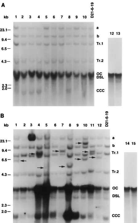 FIG. 3. DHBV DNA integration pattern in ﬁrst-generation subclones de-rived from LMH-D21-6-19 and replicative forms from ﬁrst-generation subclones.