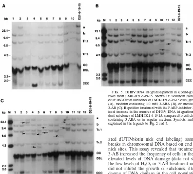 FIG. 5. DHBV DNA integration pattern in second-generation subclones de-rived from LMH-D21-6-19-15