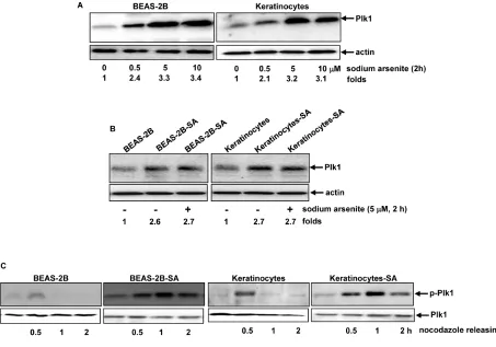 Figure 3: Plk1 activation in response to sodium arsenite treatment. A. BEAS-2B cells and keratinocytes were treated with different doses of sodium arsenite for 6 h, and Plk expression was examined by immunoblotting analysis