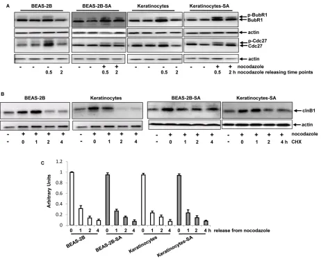 Figure 4: Effects of chronic, low dose sodium arsenite treatment on mitotic regulators