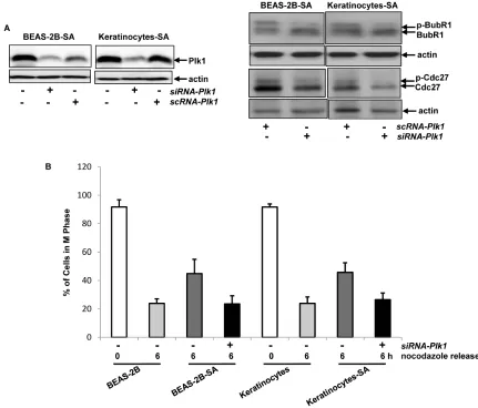 Figure 5: Effect of Plk1 on perturbing mitotic restriction induced by chronic, low dose sodium arsenite treatment