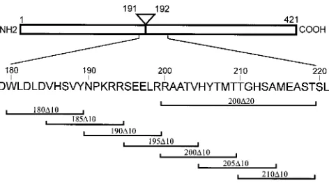 FIG. 1. Amino acids deleted by MT mutants. MT is represented schemati-cally at the top, and the regions deleted from MT mutants are indicated under-