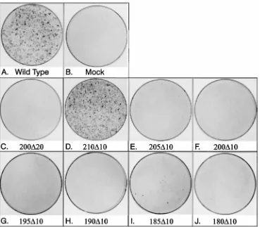 FIG. 2. The focus-inducing properties of MT deletion mutants. Ten micrograms of an MT cDNA-containing plasmid was transfected into Rat2 cells