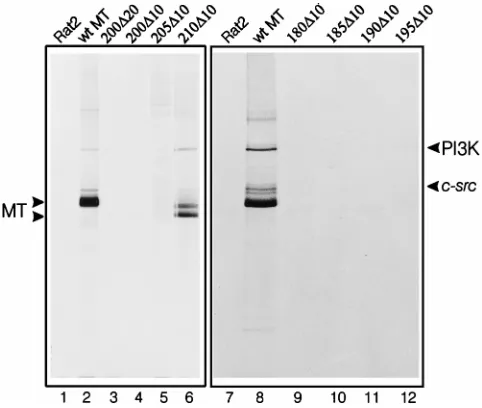 FIG. 3. In vitro kinase assay of mutant MT polypeptides from G418-selectedcell lines. Lysates were prepared from cell lines expressing each MT deletion