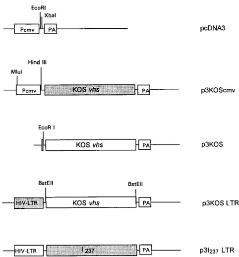 FIG. 1. Construction of the pcDNA3-based effector plasmids. The name ofeach plasmid is indicated on the right