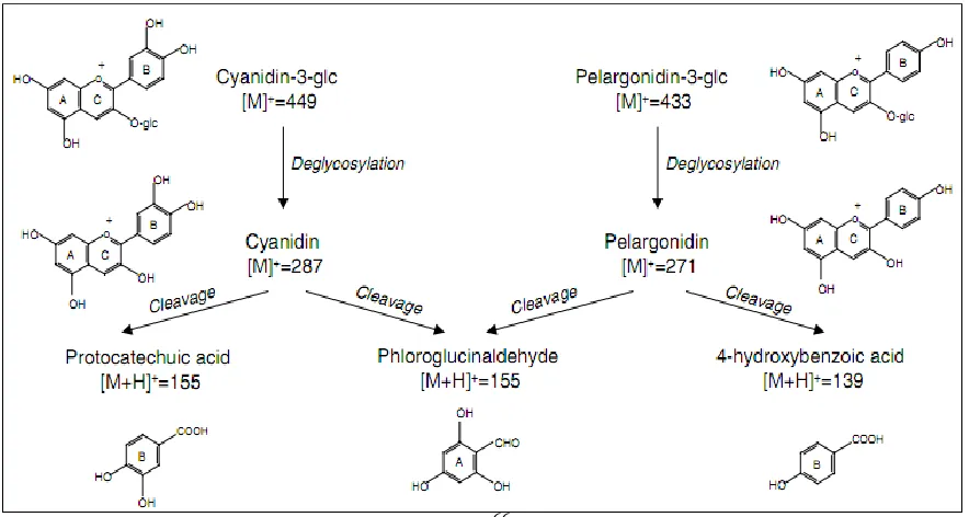 Figure 1.4. Anthocyanin Degradation at pH 1.066 