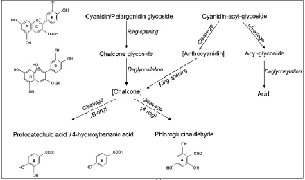 Figure 1.5. Anthocyanin Degradation at pH 3.567  