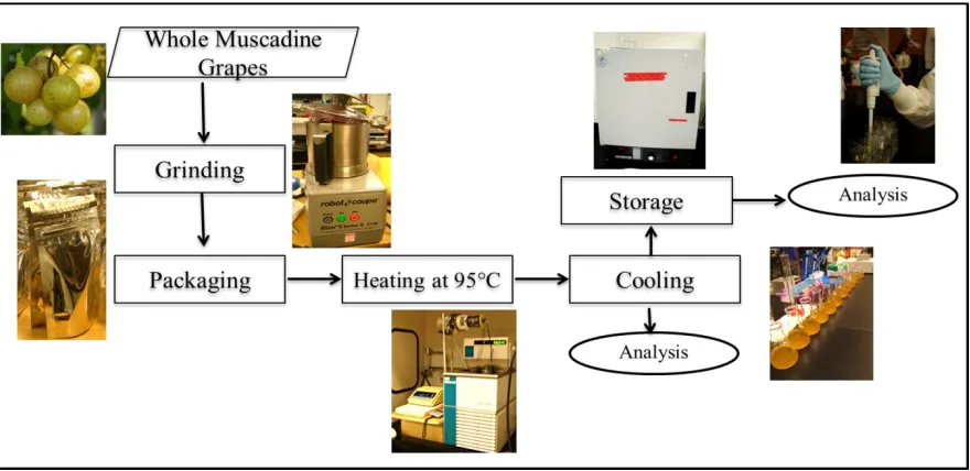 Figure 2.1. Process Flow Diagram.  