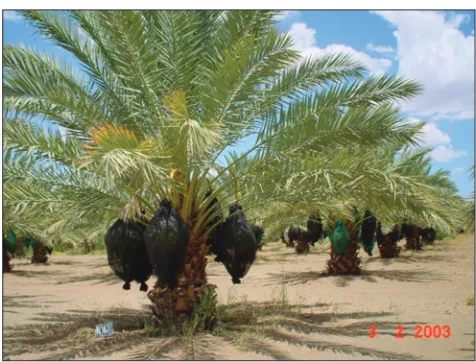 Fig 3. Naute Dam plantation in Namibia.