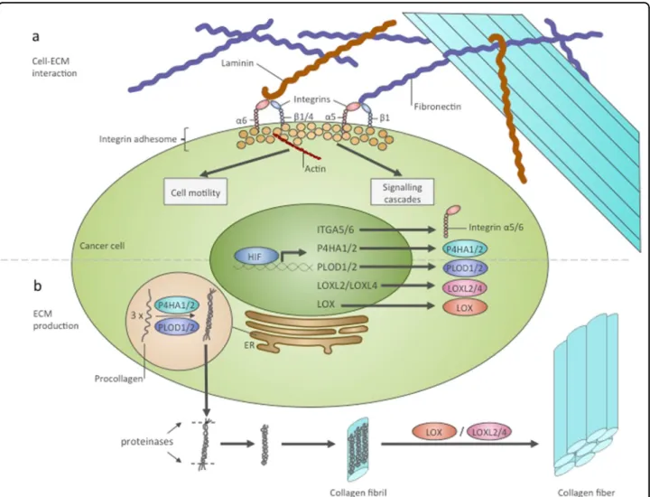 Fig. 2 HIF regulates interactions of cancer cells with ECM and ECM biosynthesis . a Regulation of cell –ECM interactions by HIF
