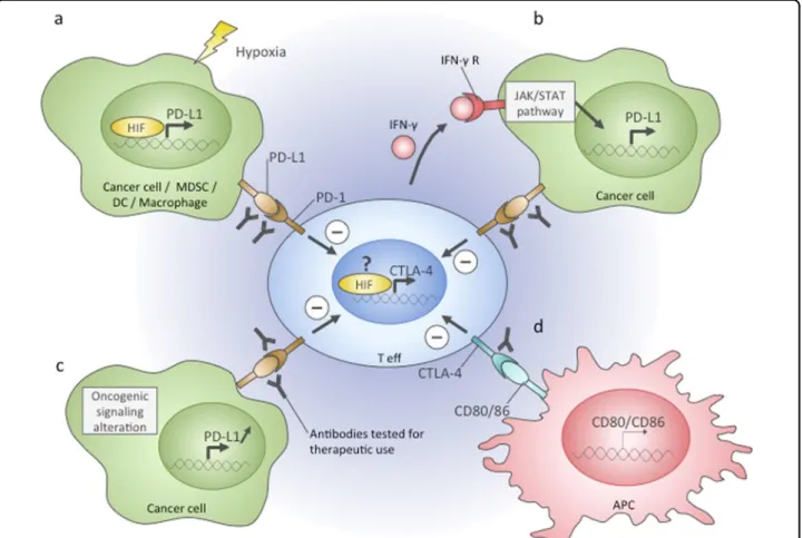 Fig. 3 Immune checkpoints in the tumour microenvironment . Effector T cells in ﬁltrating the tumour can become repressed due to the activation of immune checkpoints