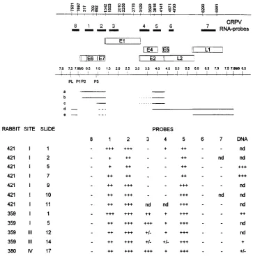FIG. 2. Summary of the in situ hybridization with sections from biopsies. (Top) Positions of the probes previously described (33), of the open reading frames(indicated by open boxes) (13), and of the major transcripts mapped in domestic and cottontail rabb