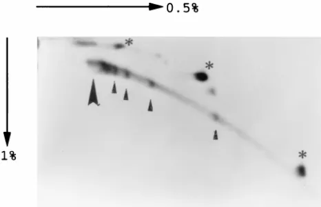 FIG. 5. Two-dimensional agarose gel analysis of DNA from a papillomawhich reoccurred at a regression site