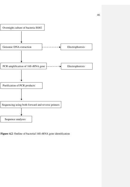 Figure 4.2: Outline of bacterial 16S rRNA gene identification 