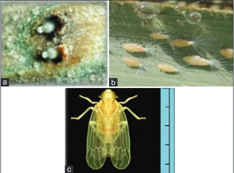 Fig 1. Life cycle of Dubas bug, (a) Egg, (b) Nymph, (c) Adult