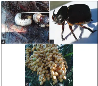 Fig 6. Stages and damages of long horn stem borer, (a) Larvae, (b) Adult male, (c) Symptoms of infestation on bunch.