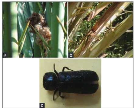 Fig 7. Stages and damages of long horn stem borer, (a) Larva, Pupa, Adult (b) Larvae within stem, (c) Symptoms of infestation(Holes) on stem 