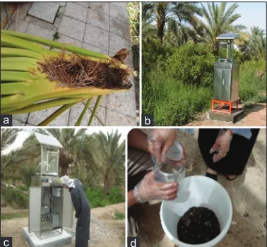 Fig 9. Light traps used for monitoring and control of date palm borers, (a) Symptoms of bunch borer infestation, (b) Solar light trap, (c) Farmer in process of inspecting the trap, (d) Collection and examination of captured insects