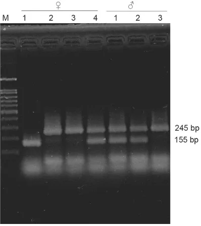 Figure 1. APOE-/- mice are used as animal model and the genotype is identified by PCR assay