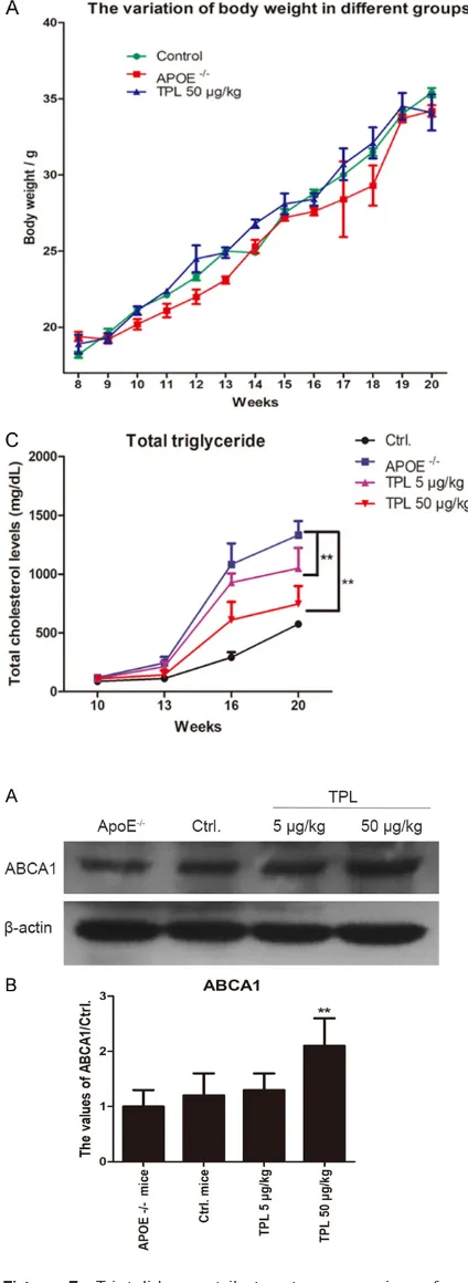 Figure 5. Triptolide contributes to expression of ABCA1 in macrophages. The ApoE-/- mice were treat-ed with 5 μg/kg of TPL and 50 μg/kg of TPL every twice day